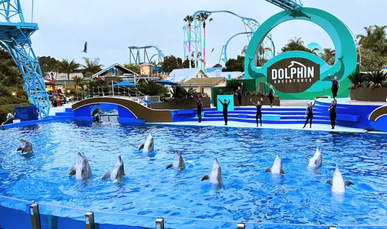 Dolphin-Show-at-SeaWorld-San-Diego